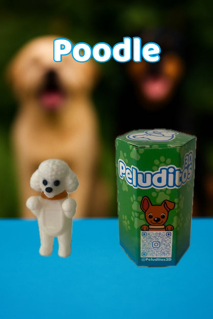 Clark poodle